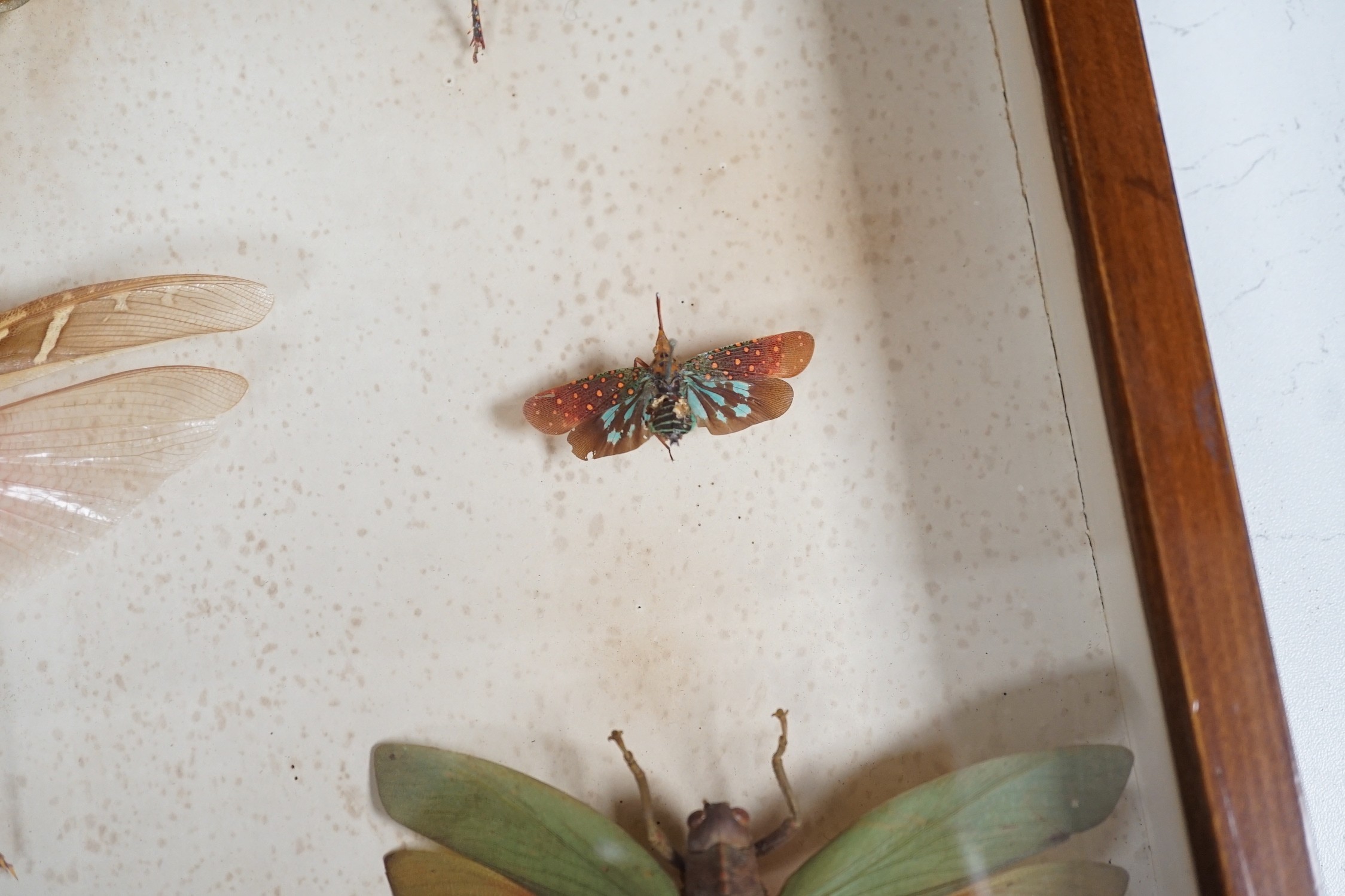 A cased group of taxidermic flying insects